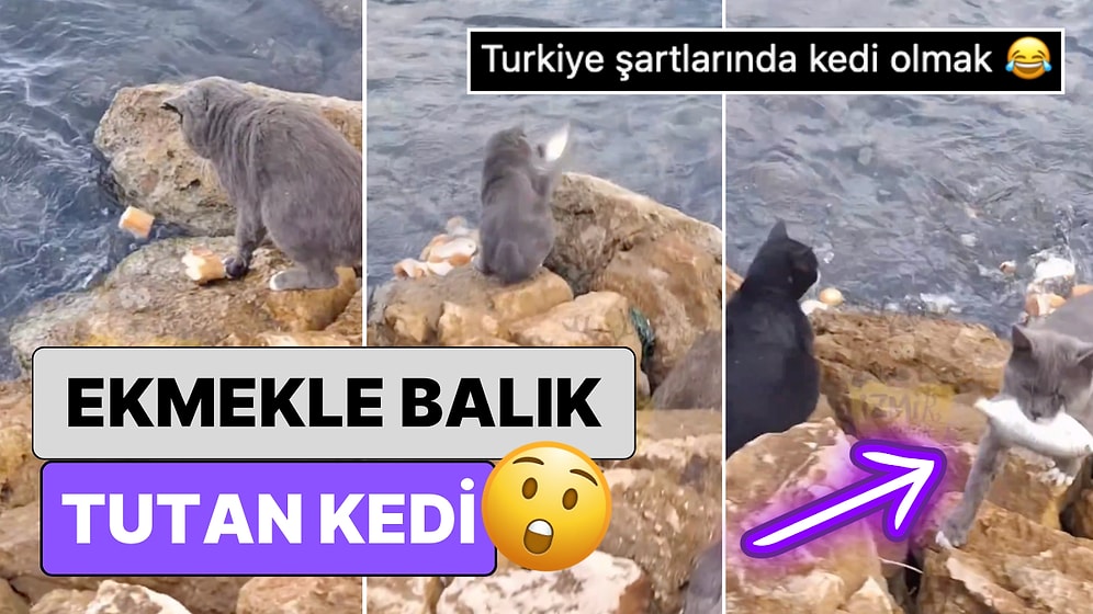 Bu Nasıl Zeka? İzmir'de Bir Kedi Denize Ekmek Atarak Balık Tutarken Görüntülendi