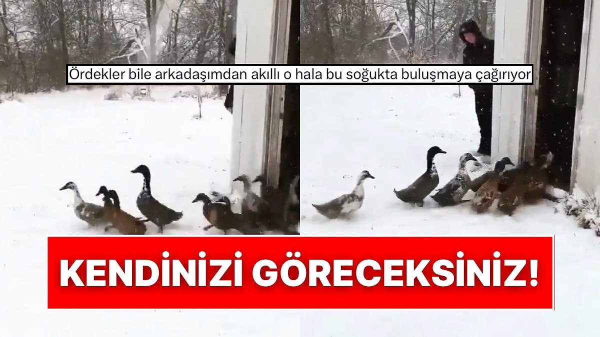 Kümesten Çıkınca Buz Gibi Soğuğu Gören Ördeklerin Yeniden Kümese Dönüş Anları Tebessüm Ettirdi