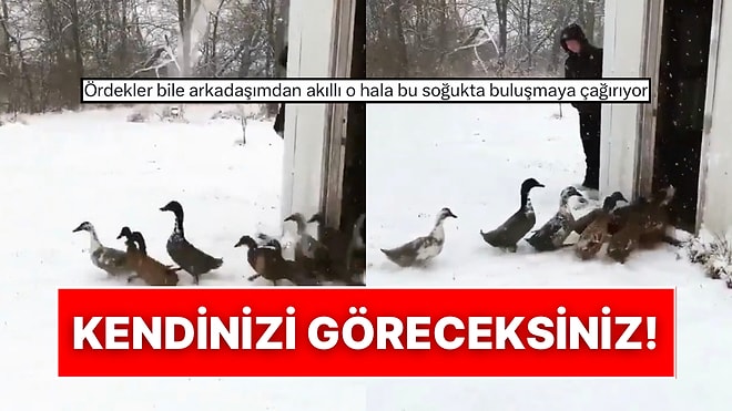 Kümesten Çıkınca Buz Gibi Soğuğu Gören Ördeklerin Yeniden Kümese Dönüş Anları Tebessüm Ettirdi