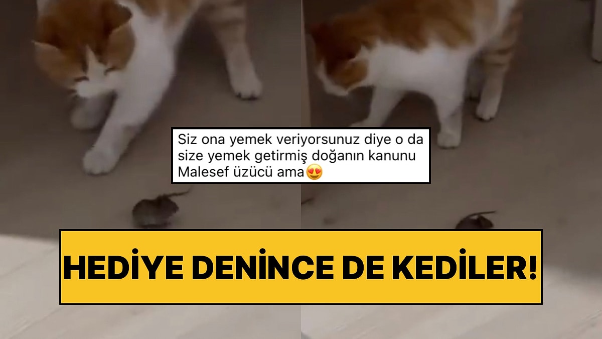 Kendisini Besleyen Hayvanseverlere Hediye Olarak Fare Getiren Kedi Ev Halkına Panik Yaşattı