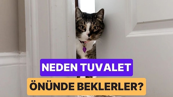 Kediler Neden Gecenin Körü Olsa Bile Tuvalet Kapısında Bizim İçin Nöbet Tutar?