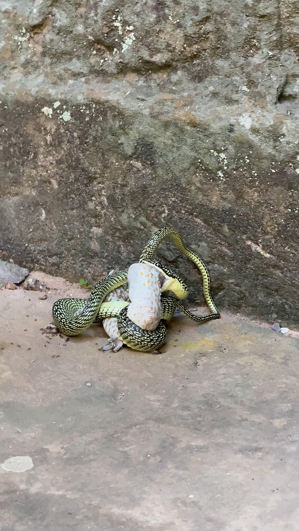 12. ''Altın Ağaç Yılanı Tokay Gecko'yu Düşürüyor (Preah khann, Siem Reap, Kamboçya)''