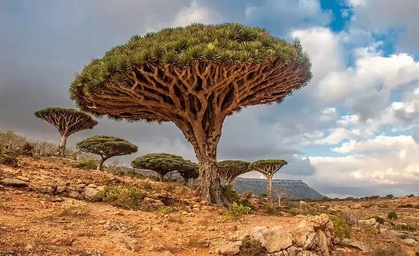 Socotro Adası, Yemen