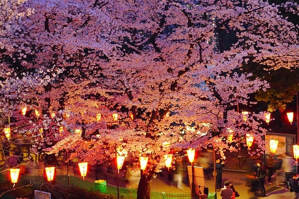 3. Cherry Blossom Festivali