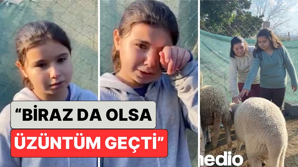 Koyunları Vahşi Hayvanlar Tarafından Telef Edilince Gözyaşlarını Tutamayan Melek'e 4 Koyun Hediye Edildi