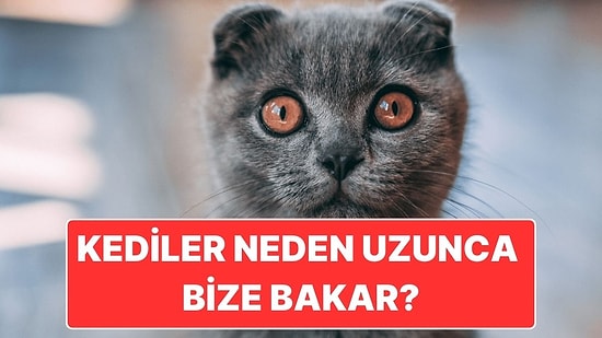 Sanki Ruhumuza Bakıyorlar: Kediler Neden Gözlerini Bize Dikip Dakikalarca İzler?