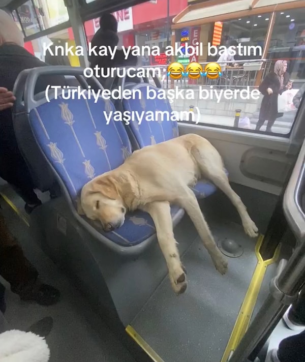 Bağcılar’da otobüse binen tatlı köpek bir de koltuklara geçip temiz bir uyku çekmişti.