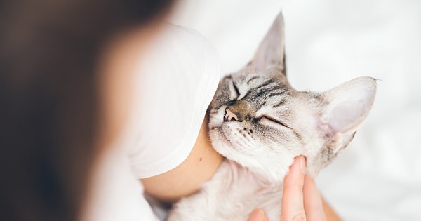 Bu davranış, insanlar arasında bir 'kedi öpücüğü' olarak tanımlanır. Kedinizin size göz kırpması, onların size olan sevgisinin ve rahat hissetmelerinin bir yansımasıdır.