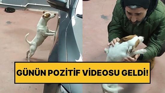 Sahibini Arayan Köpeğin Onu Görünce Yaşadığı Sevinç İçimizi Isıttı