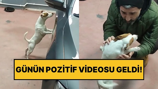 Sahibini Arayan Köpeğin Onu Görünce Yaşadığı Sevinç İçimizi Isıttı