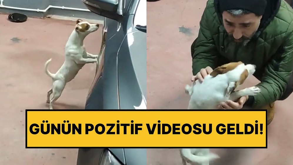 Sahibini Arayan Köpeğin Onu Görünce Yaşadığı Sevinç İçimizi Isıttı