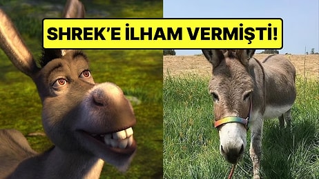 Shrek'teki Eşek Karakterine İlham Olan Perry Vefat Etti