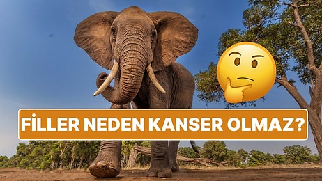 Filler Neden Kanser Olmaz? Meğer Onlardan Öğrenilecek Çok Şey Varmış!