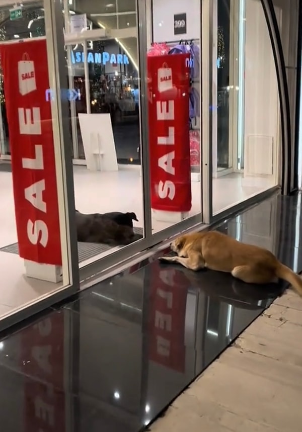 İki yakın arkadaştan biri mağazanın içinde diğeri ise dışında kalmıştı. Bu sebeple ikili birbirlerine nasıl kavuşacaklarını düşünüyordu.