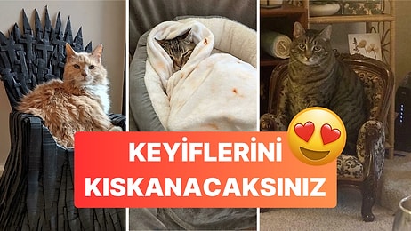 Evlerde Krallar Gibi Yaşayan Kedileri Gördüğünüzde Kıskanacaksınız!