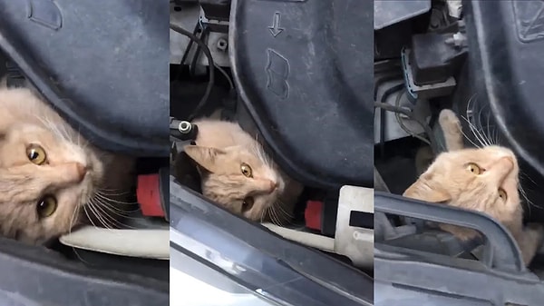 Eğer kedi motor bölümüne sıkıştıysa ve çıkamıyorsa yardım çağırabilirsiniz. Bu noktada kendiniz nazikçe çıkarmaya çalışabilir, itfaiyeyi arayabilir veya bulunduğunuz konuma göre belediyeden yardım talep edebilirsiniz.