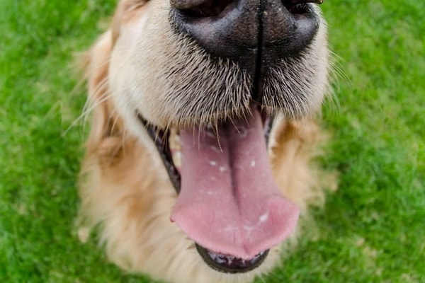 Veterinerler, köpeklerin ağızlarında E. coli, salmonella ve giardia gibi bakterilerin bulunabileceğini belirtiyor. Bu bakteriler, insanlarda mide rahatsızlıklarından ciddi enfeksiyonlara kadar birçok soruna yol açabilir.