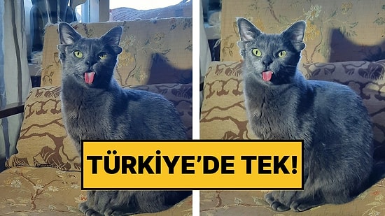 Türkiye’de Tek: Dört Kulağı Olan Midas Adlı Kedi Görenleri Şaşkına Çeviriyor