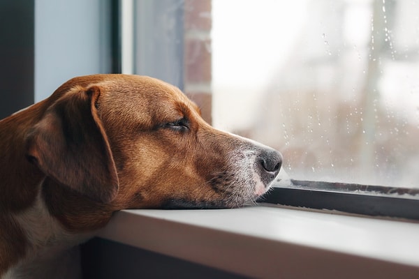 So, what can you do to keep your dog happy during the winter?