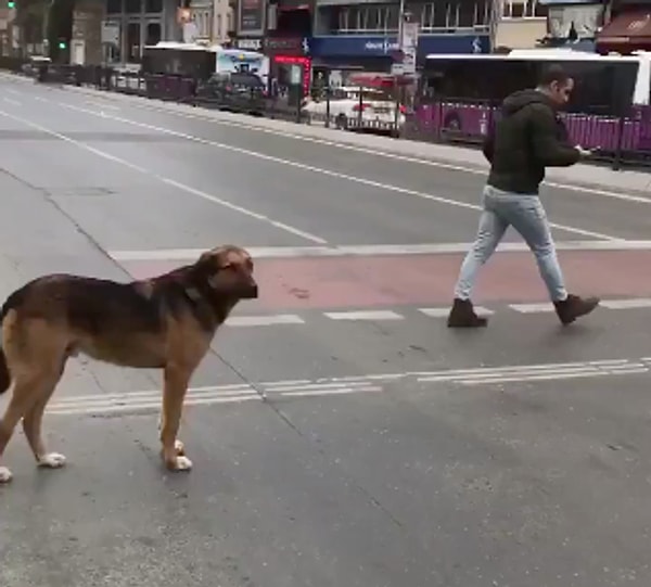 Bir sosyal medya kullanıcısının paylaştığı görüntülerde, sevimli bir köpeğin yaya geçidinde sabırla yeşil ışığın yanmasını beklediği anlar yer aldı.