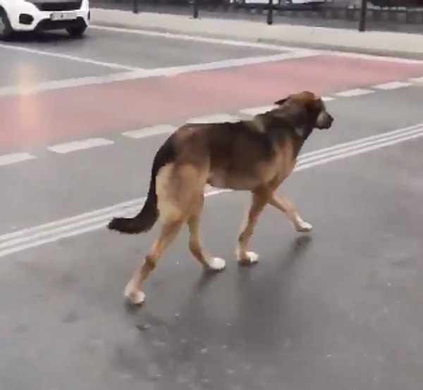 Tatlı köpeğin kurallara uyduğu bu davranışı, çevredeki bazı insanların ışığı beklemeden karşıya geçmesiyle tezat oluşturdu.