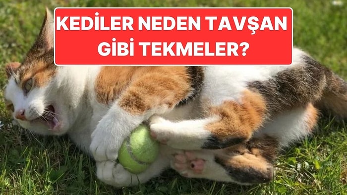 Kediler Neden Isırırken Tavşan Gibi Arka Ayaklarıyla da Tekmeler?