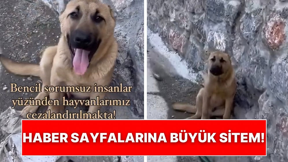 Otobana Terk Edilen Köpeği Kurtardı: Sokak Hayvanlarının Aleyhine Haber Yapanlara Sitem Etti