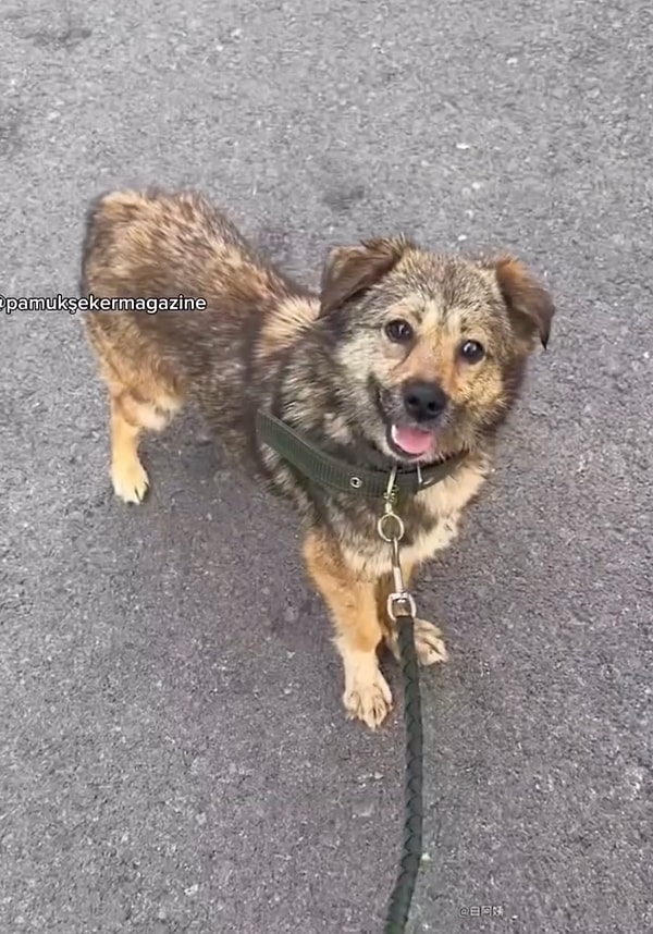 Ailenin biricik üyesi haline gelen tatlı köpek artık daima gülüyor ve hayatın tadını çıkarıyordu.