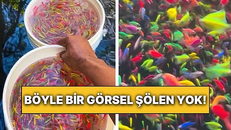 Onlarca Balığın Doğal Ortamlarına Salındığı Anlar Göz Kamaştırdı