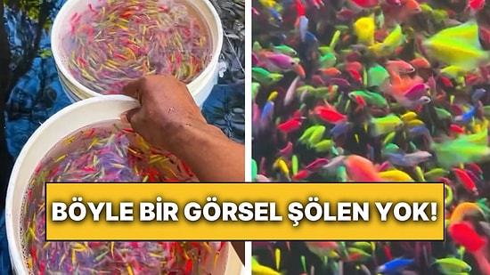 Onlarca Balığın Doğal Ortamlarına Salındığı Anlar Göz Kamaştırdı