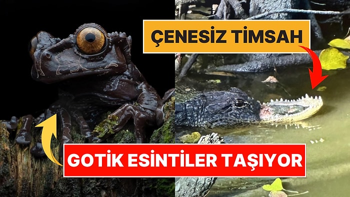 Doğanın Korkutucu Yüzünü İliklerinize Kadar Hissetmenize Sebep Olacak Birbirinden Ürkütücü 15 Yeni Fotoğraf