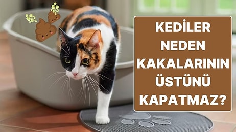 Kediler Neden Bazen Sanki Evin Aslanlarıymış Gibi Kakalarının Üstünü Kapatmaz?