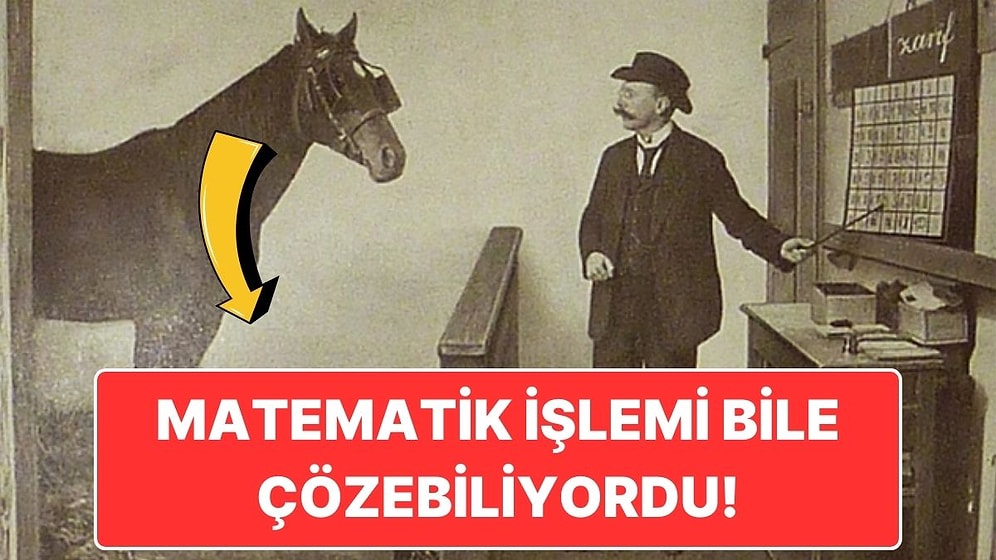 Matematik Sorularına Doğru Cevap Verdiği İddia Edilen At: Akıllı Hans'ın Akıl Almaz Hikayesi