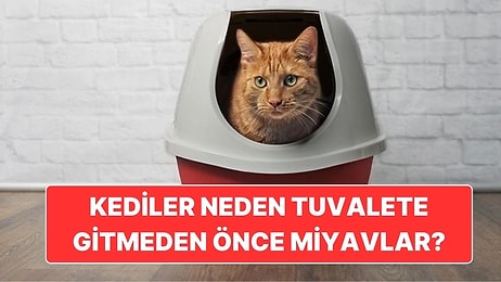 Kediler Neden Tuvalete Gitmeden Önce Haber Verircesine Miyavlar?