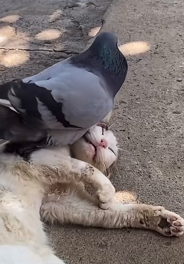 Gergin kedimiz uyurken yanına gelerek boynunda uyumak için yer yapmaya çalışan güvercin ters tepkiyle neye uğradığını şaşırmıştı.