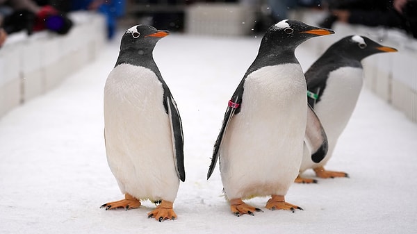 Uçmaları gerekmeyen bir ortamda penguenlerin evrimi uçmaya değil, yüzmeye odaklanmış.