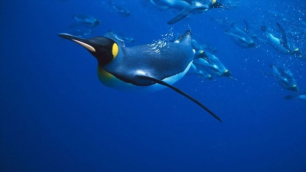 Penguenlerin uçmama seçimi, suyun içinde ustalaşmalarını sağladı. Kanatları sadece yüzmekle kalmıyor, aynı zamanda karada dengelerini sağlamalarına ve dik yürümelerine de yardımcı oluyor.