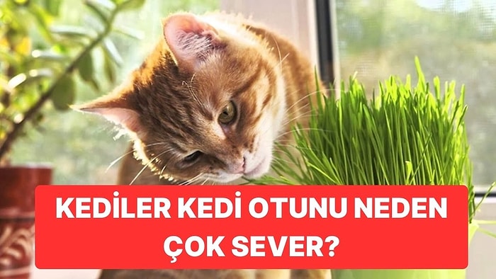 Bizden Çok Sevdikleri Kesin: Kediler Neden Kedi Otu Görünce Deli Olurlar?