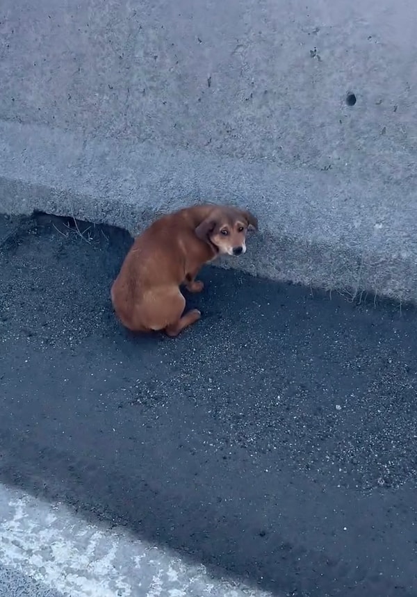 Diğer köpekler tarafından kovalanınca ne yapacağını bilemeyip yol kenarında kalakalan köpek hızla giden araçların arasında canına zarar gelmediği için şanslıydı.