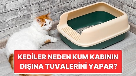 Kediler Neden Bazen Kum Kabının Dışına Tuvaletini Yapıyor?