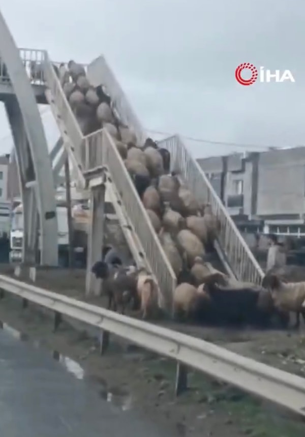 Yayaların bile zaman zaman üst geçit kullanmadığına şahit olurken hayvanların zekası konuşuldu.