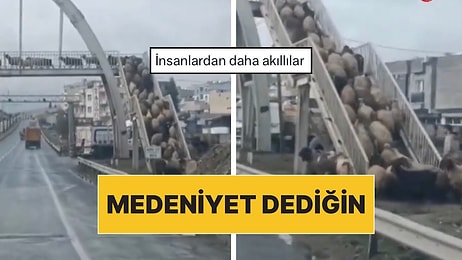 Yayalara Ders Niteliğinde Olay: Şırnak’ta Koyunlar Karşıdan Karşıya Geçmek İçin Üst Geçidi Kullandı