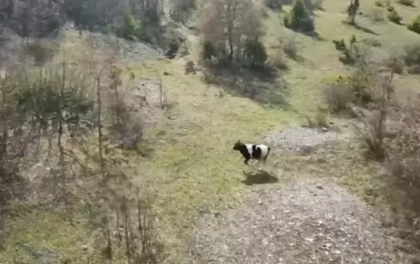 Teknolojiye olan ilgisiyle bilinen imam, drone kullanarak çevrede tarama yaptı ve ineği köyün yaklaşık 2,5 kilometre uzağında tespit etti.