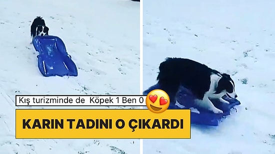 Samsun’da Kalpleri Isıtan Anlar: Dünyalar Tatlısı Bir Köpek Kızakla Kayarak Karın Tadını Çıkardı