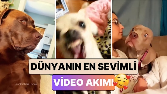 Köpek Sahipleri Patili Dostlarının Tepkisini Görmek İçin Havlayınca Ortaya Güldüren Görüntüler Çıktı