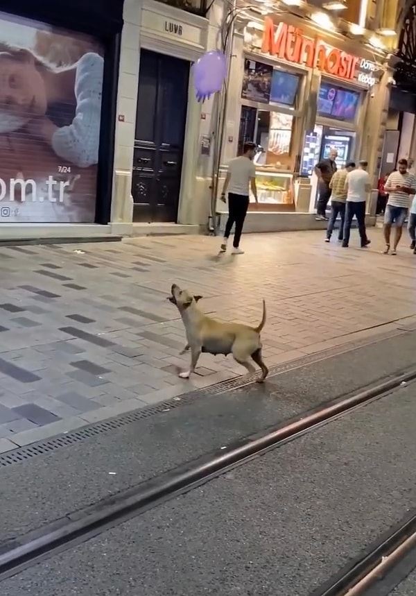 @yunusemrekeskin adlı TikTok hesabından paylaşılan video kısa sürede beğenilerin odağı oldu.