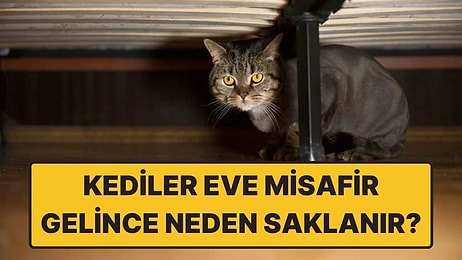 Kediler Eve Misafir Geldiğinde Neden Köşe Bucak Saklanacak Yer Arar?