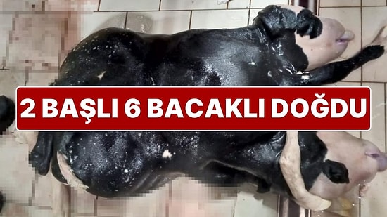 Konya'da 6 Ayaklı ve 2 Başlı Buzağı Doğdu