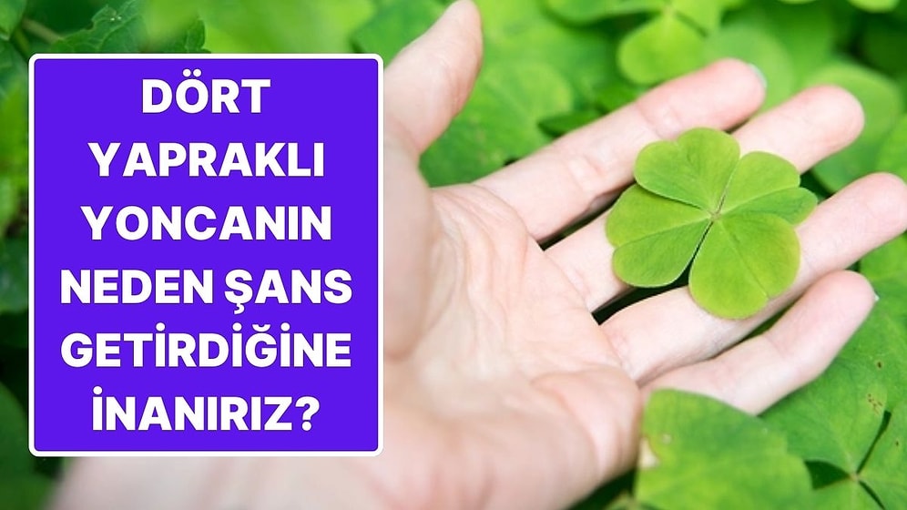 Dört Yapraklı Yoncanın Neden Şans Getirdiğine İnanılır?