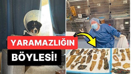 Apar Topar Ameliyata Alındı: 7 Aylık Köpeğin Karnından 24 Çift Çorap Çıkarıldı